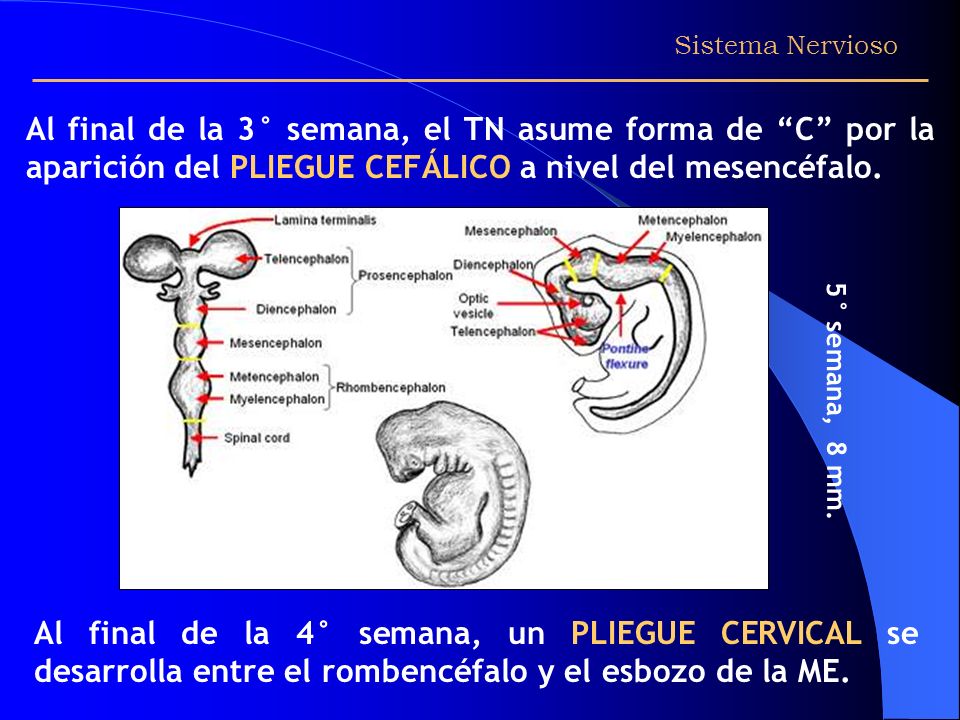 Sistema Nervioso Al final de la 3° semana, el TN asume forma de C por la aparición del PLIEGUE CEFÁLICO a nivel del mesencéfalo.