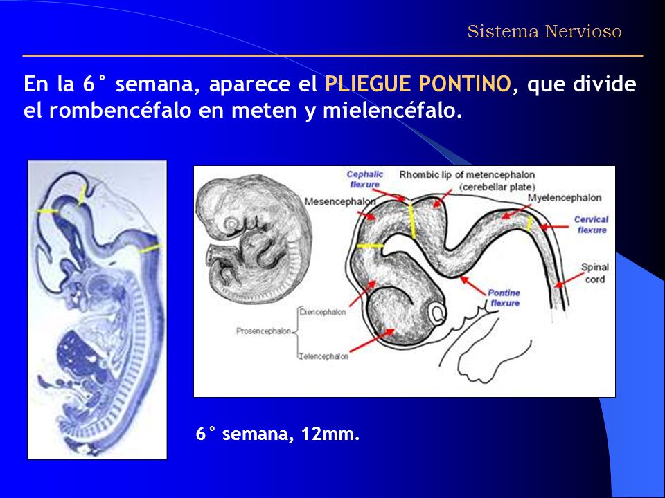 Sistema Nervioso En la 6° semana, aparece el PLIEGUE PONTINO, que divide el rombencéfalo en meten y mielencéfalo.