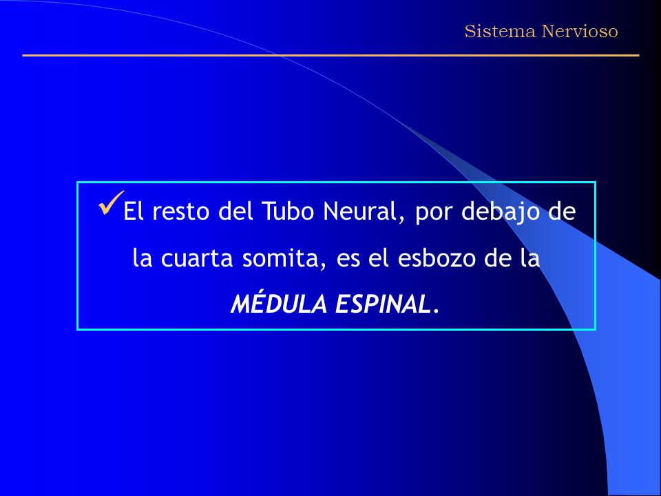 Sistema Nervioso El resto del Tubo Neural, por debajo de la cuarta somita, es el esbozo de la MÉDULA ESPINAL.