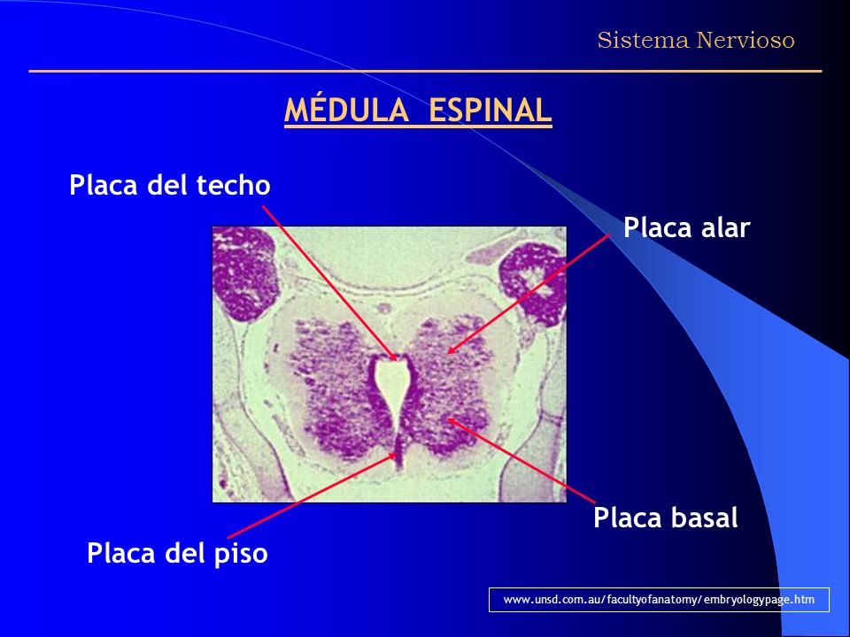 MÉDULA ESPINAL Placa del techo Placa alar Placa basal Placa del piso