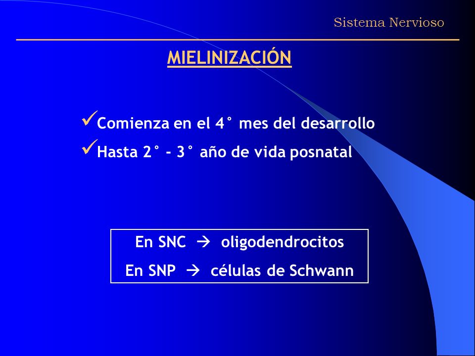 En SNC  oligodendrocitos En SNP  células de Schwann