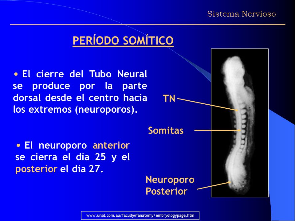Sistema Nervioso PERÍODO SOMÍTICO. El cierre del Tubo Neural se produce por la parte dorsal desde el centro hacia los extremos (neuroporos).