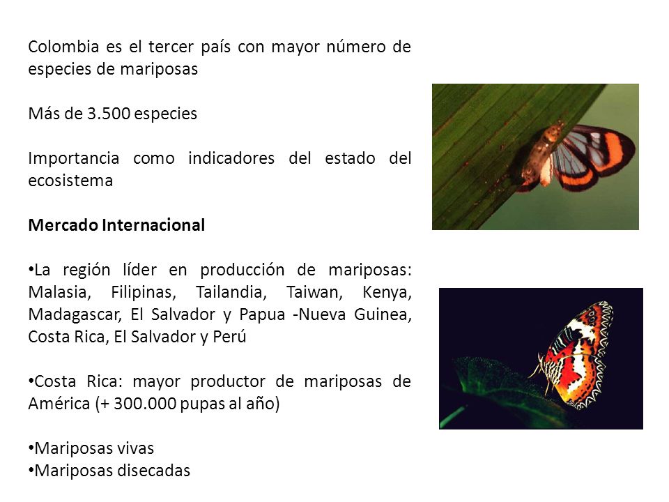 Colombia es el tercer país con mayor número de especies de mariposas