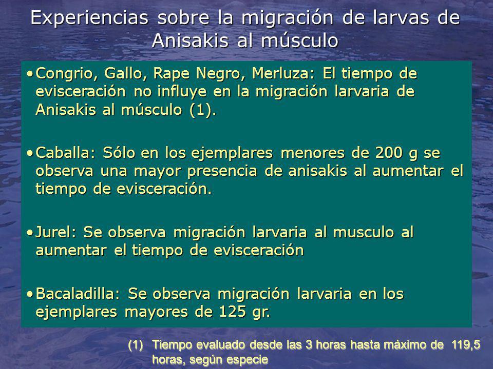 Experiencias sobre la migración de larvas de Anisakis al músculo
