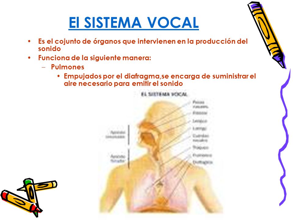 El SISTEMA VOCAL Es el cojunto de órganos que intervienen en la producción del sonido. Funciona de la siguiente manera: