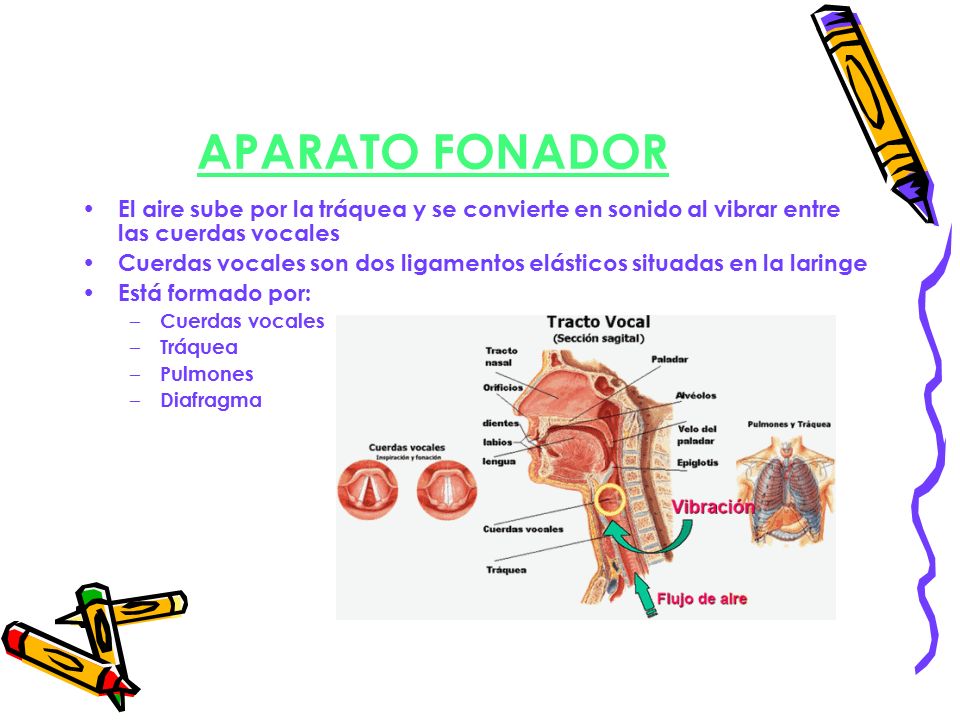 APARATO FONADOR El aire sube por la tráquea y se convierte en sonido al vibrar entre las cuerdas vocales.