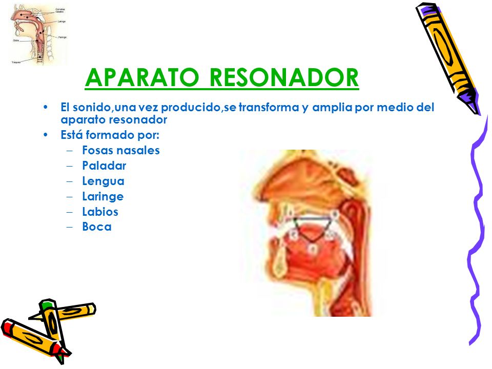 APARATO RESONADOR El sonido,una vez producido,se transforma y amplia por medio del aparato resonador.
