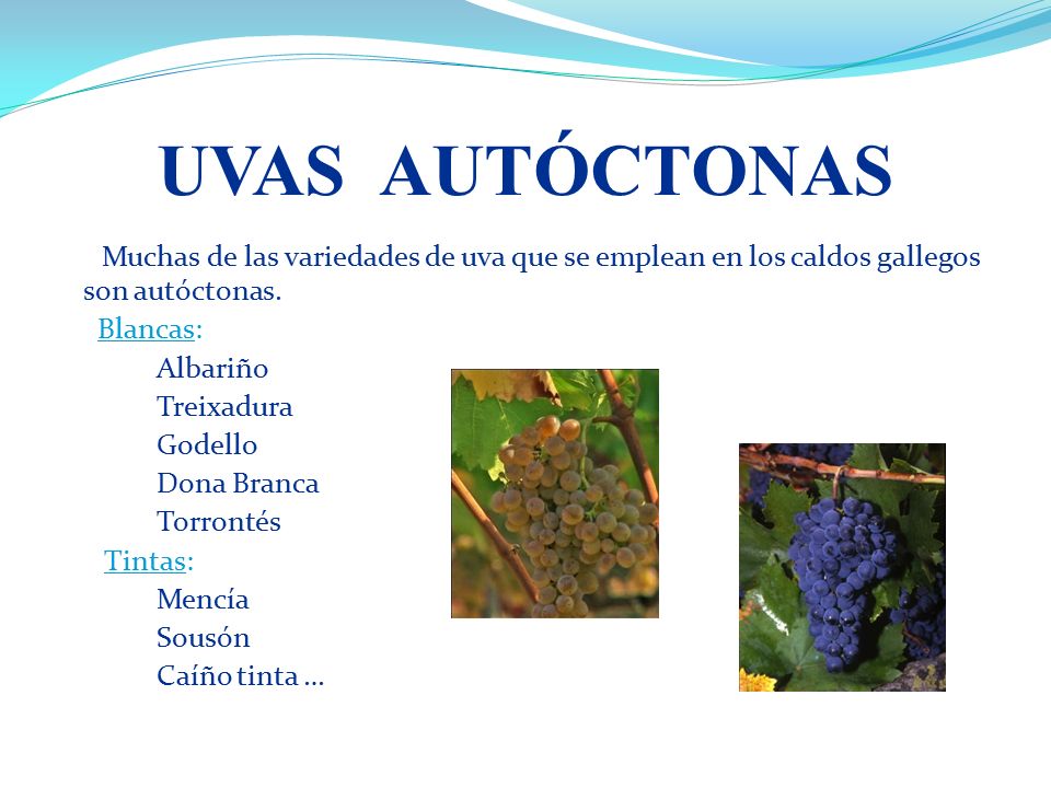 UVAS AUTÓCTONAS Muchas de las variedades de uva que se emplean en los caldos gallegos son autóctonas.