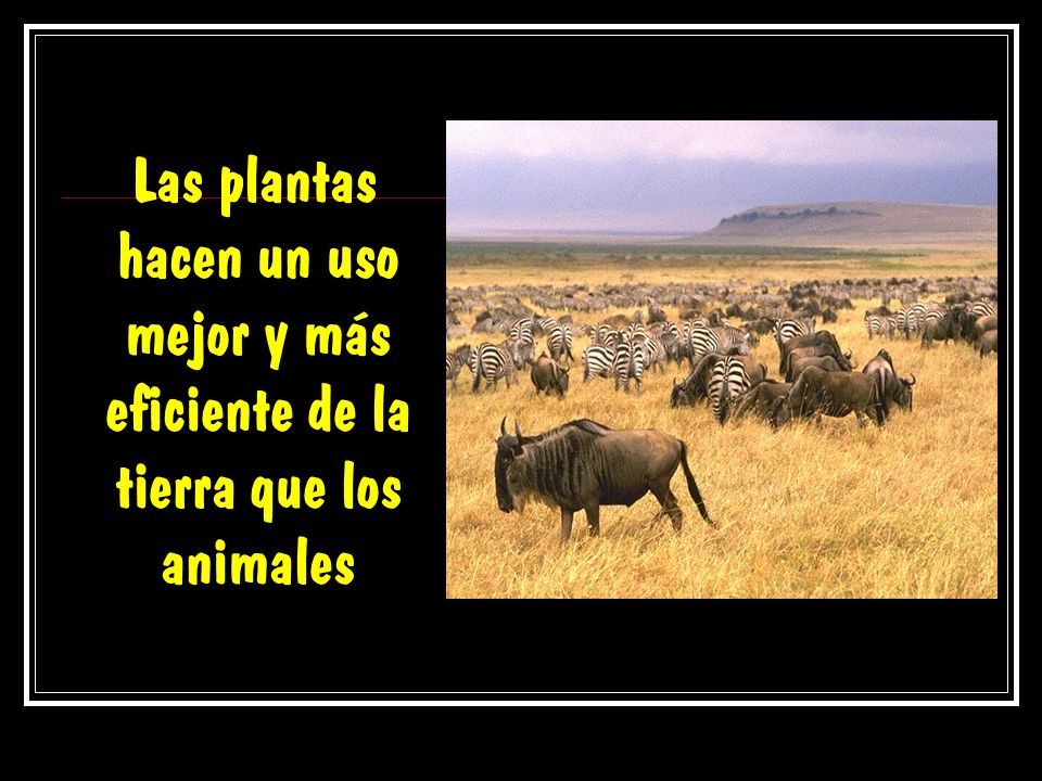 Las plantas hacen un uso mejor y más eficiente de la tierra que los animales