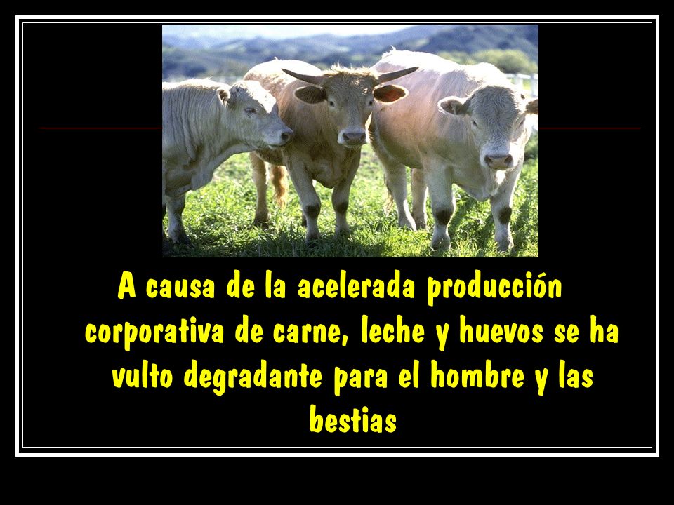 A causa de la acelerada producción corporativa de carne, leche y huevos se ha vulto degradante para el hombre y las bestias
