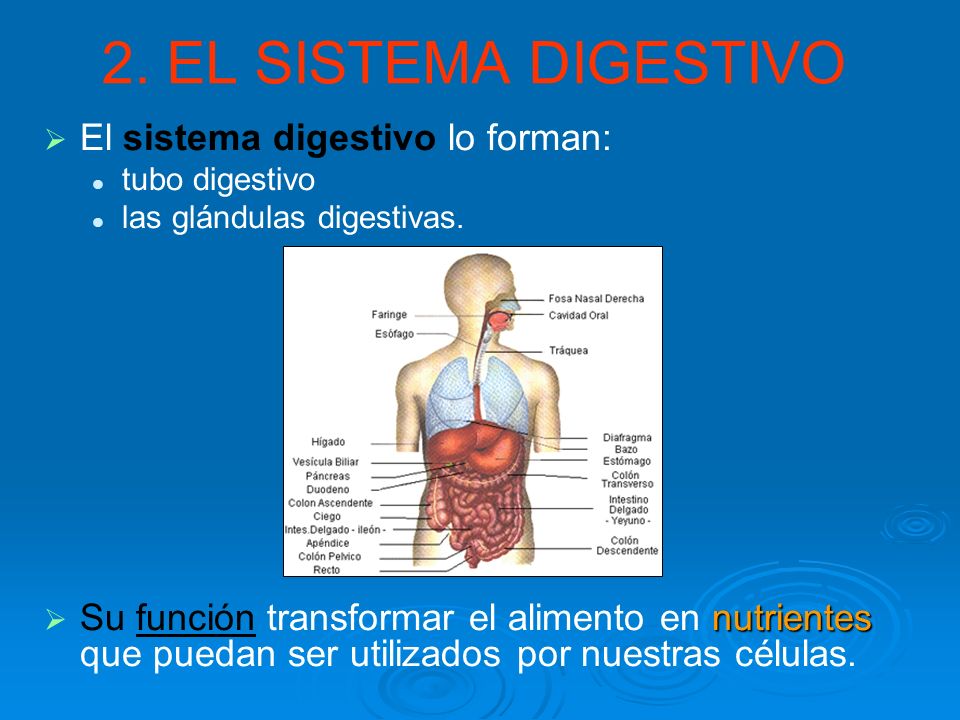2. EL SISTEMA DIGESTIVO El sistema digestivo lo forman: