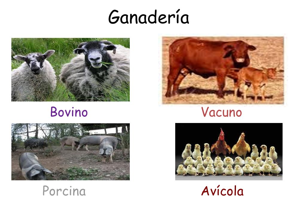 Ganadería Bovino Vacuno Porcina Avícola