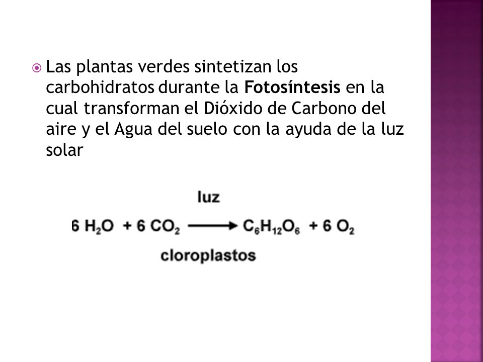 Las plantas verdes sintetizan los carbohidratos durante la Fotosíntesis en la cual transforman el Dióxido de Carbono del aire y el Agua del suelo con la ayuda de la luz solar