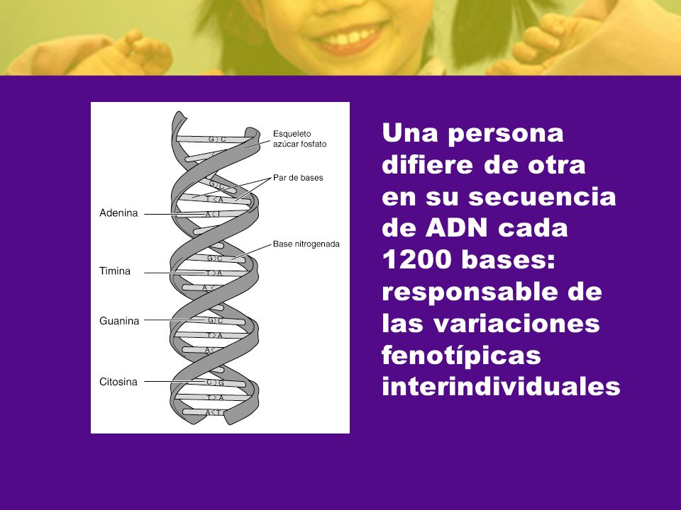 Una persona difiere de otra. en su secuencia. de ADN cada bases: responsable de. las variaciones.