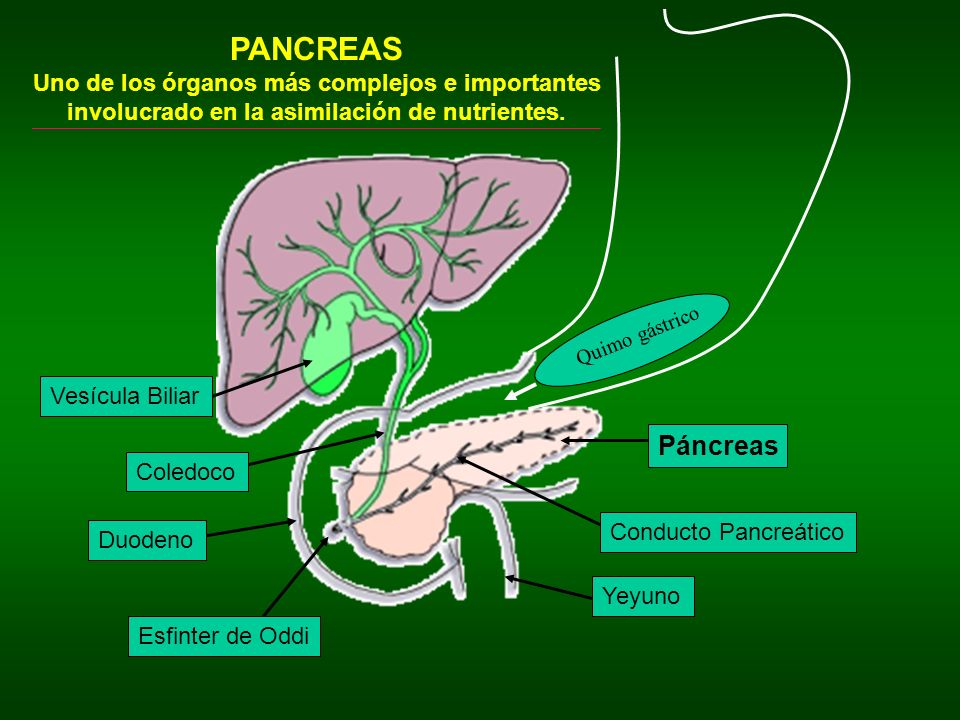 PANCREAS Uno de los órganos más complejos e importantes involucrado en la asimilación de nutrientes.