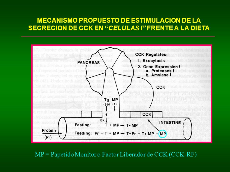 MECANISMO PROPUESTO DE ESTIMULACION DE LA SECRECION DE CCK EN CELULAS I FRENTE A LA DIETA