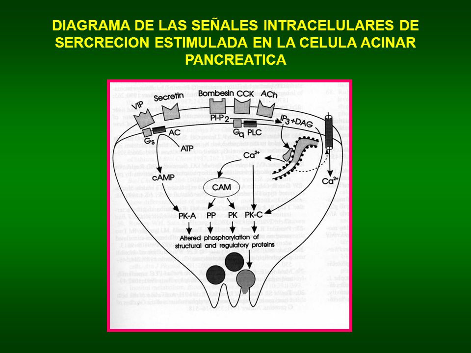 DIAGRAMA DE LAS SEÑALES INTRACELULARES DE SERCRECION ESTIMULADA EN LA CELULA ACINAR PANCREATICA