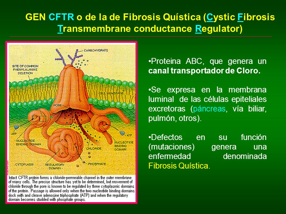 GEN CFTR o de la de Fibrosis Quística (Cystic Fibrosis Transmembrane conductance Regulator)