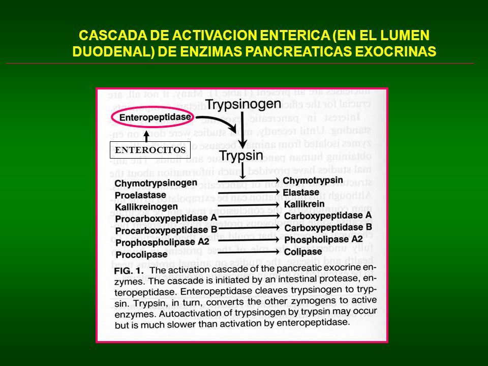 CASCADA DE ACTIVACION ENTERICA (EN EL LUMEN DUODENAL) DE ENZIMAS PANCREATICAS EXOCRINAS