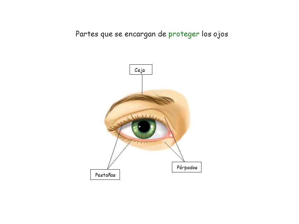 Partes que se encargan de proteger los ojos