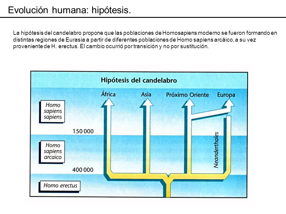 Evolución humana: la hominización. - ppt video online descargar