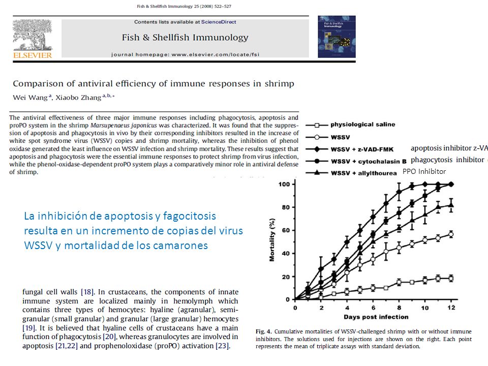 PPO Inhibitor La inhibición de apoptosis y fagocitosis resulta en un incremento de copias del virus WSSV y mortalidad de los camarones.