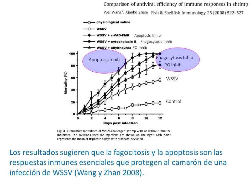 Apoptosis Inhib Phagocytosis Inhib. PO Inhib. Phagocytosis Inhib. Apoptosis Inhib. PO Inhib. WSSV.