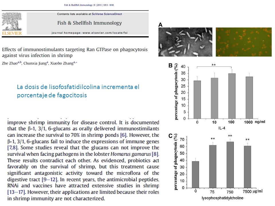 La dosis de lisofosfatidilcolina incrementa el porcentaje de fagocitosis
