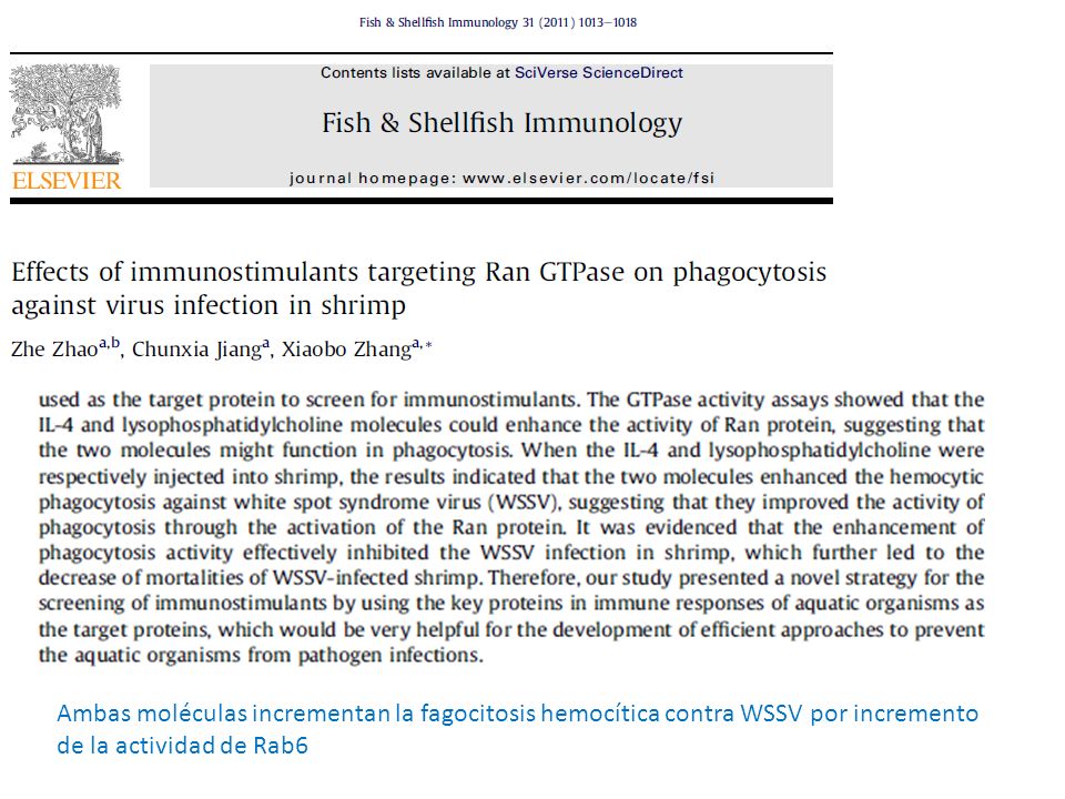 Ambas moléculas incrementan la fagocitosis hemocítica contra WSSV por incremento de la actividad de Rab6