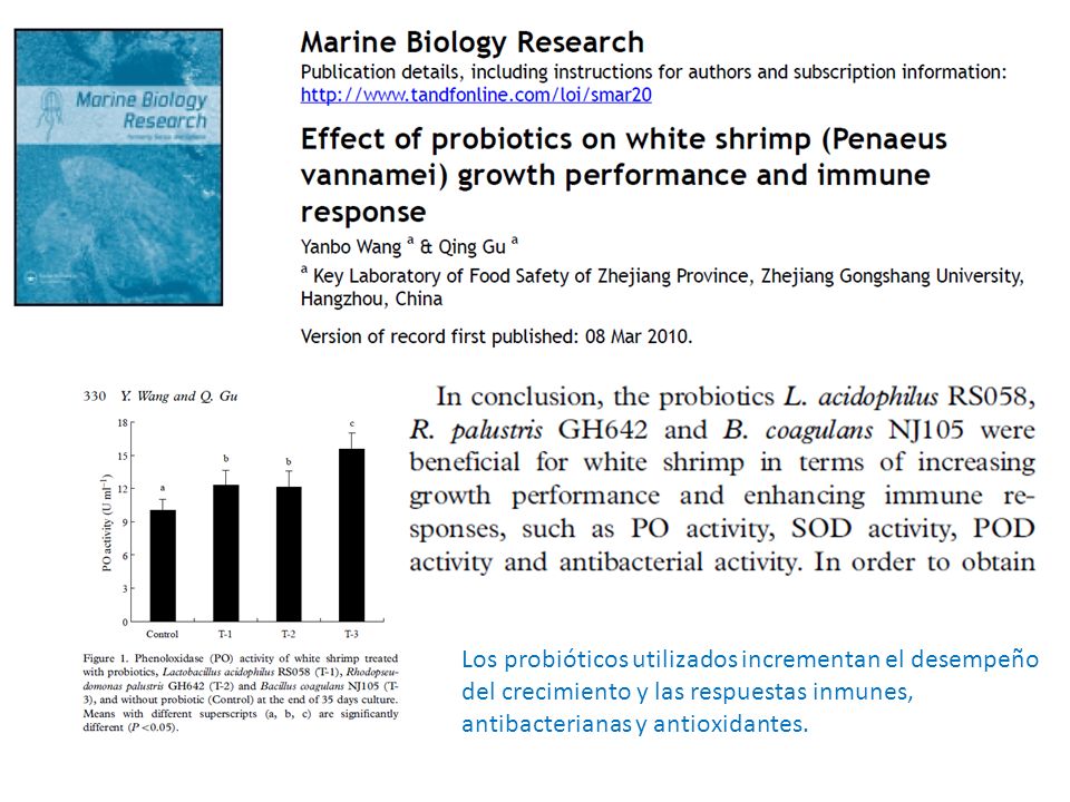 Los probióticos utilizados incrementan el desempeño del crecimiento y las respuestas inmunes, antibacterianas y antioxidantes.
