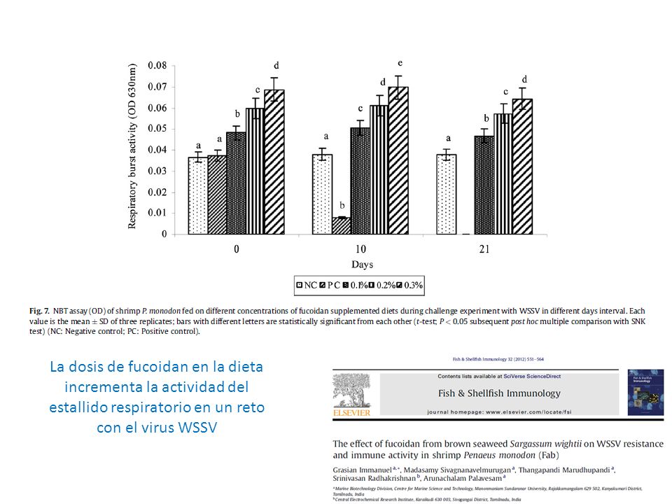 La dosis de fucoidan en la dieta incrementa la actividad del estallido respiratorio en un reto con el virus WSSV