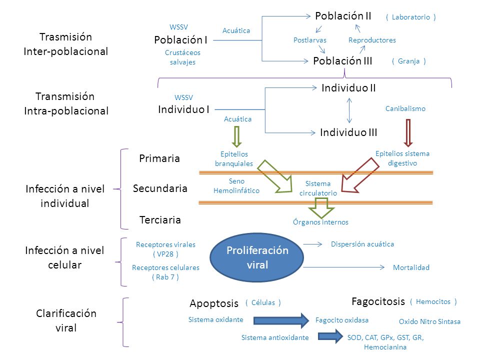 Infección a nivel individual Secundaria