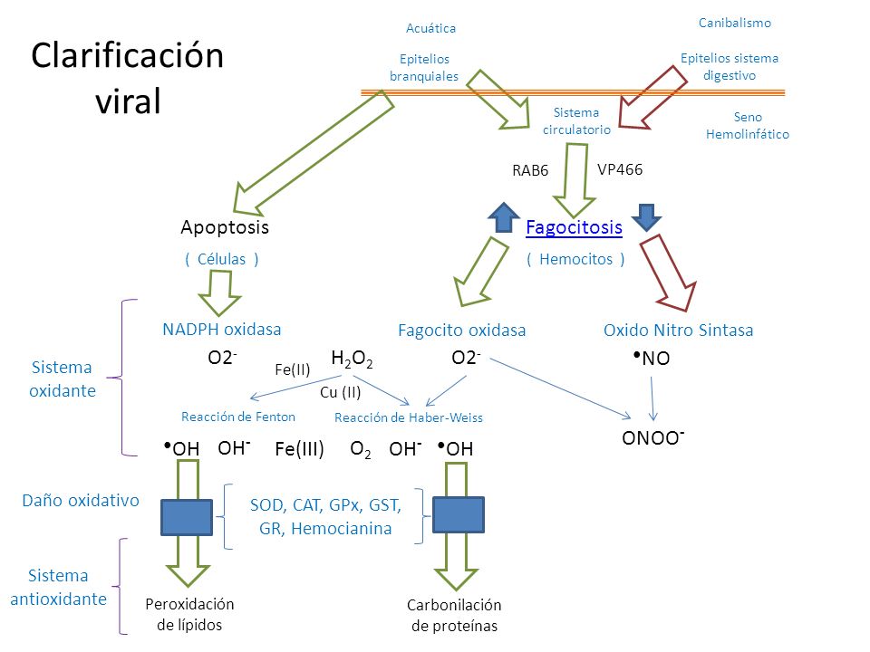 Clarificación viral Apoptosis Fagocitosis O2- H2O2 O2- ●NO ONOO- ●OH