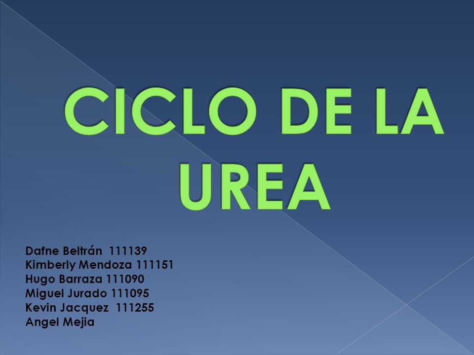 CICLO DE LA UREA Dafne Beltrán Kimberly Mendoza Hugo Barraza Miguel Jurado Kevin Jacquez Angel Mejia.