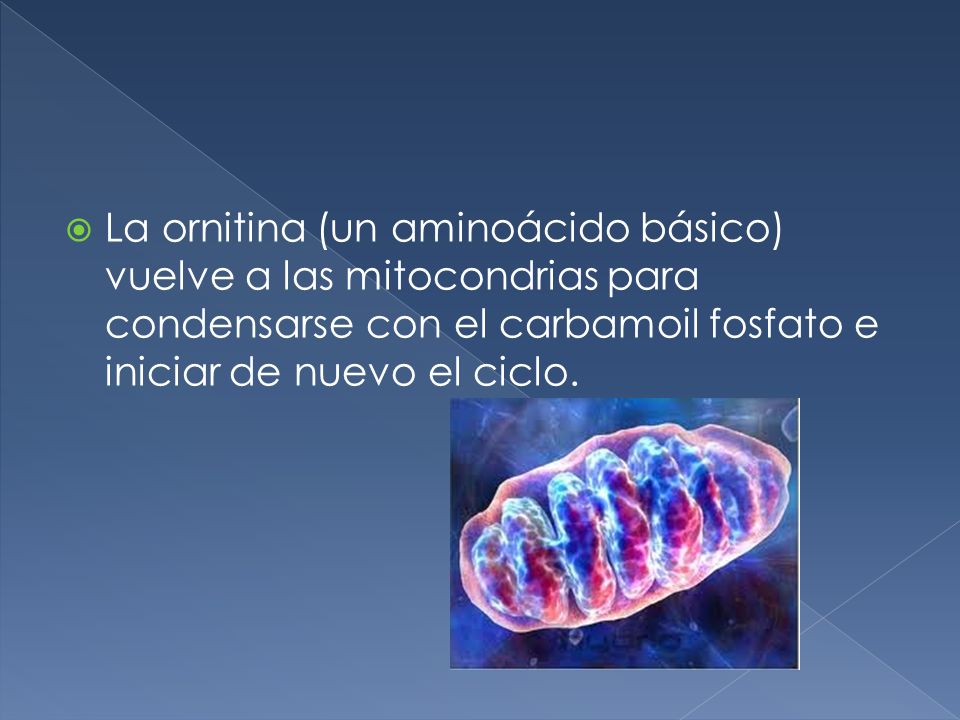 La ornitina (un aminoácido básico) vuelve a las mitocondrias para condensarse con el carbamoil fosfato e iniciar de nuevo el ciclo.