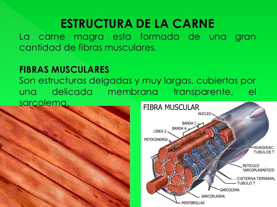 ESTRUCTURA DE LA CARNE La carne magra esta formada de una gran cantidad de fibras musculares. FIBRAS MUSCULARES.