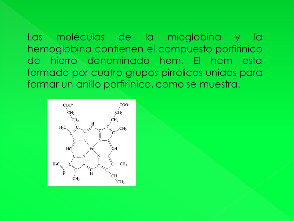 Las moléculas de la mioglobina y la hemoglobina contienen el compuesto porfirinico de hierro denominado hem.