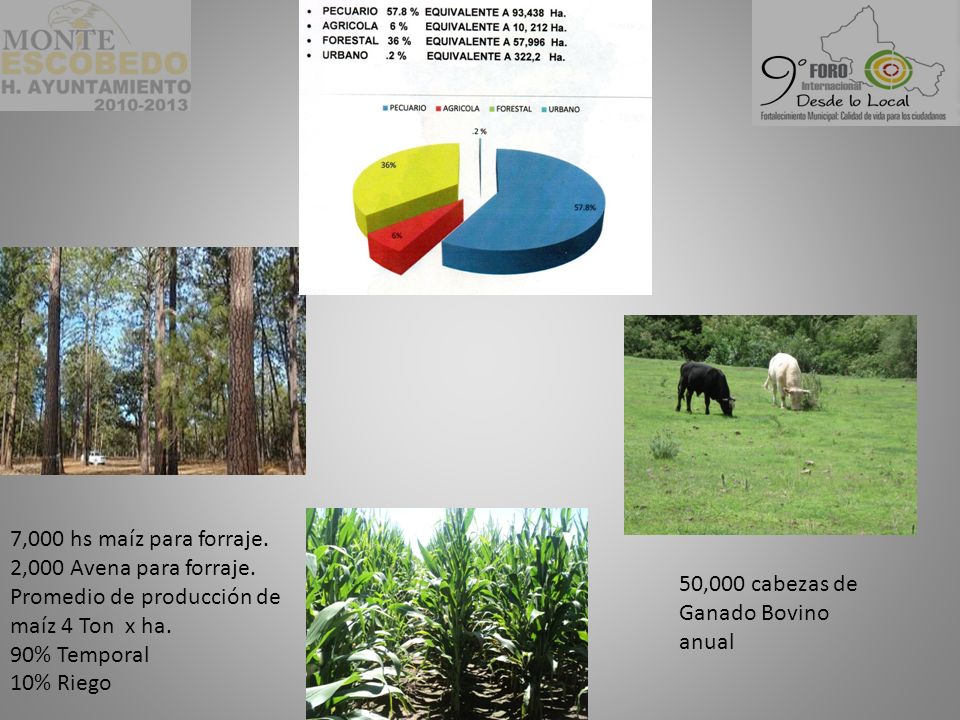 7,000 hs maíz para forraje. 2,000 Avena para forraje. Promedio de producción de maíz 4 Ton x ha.