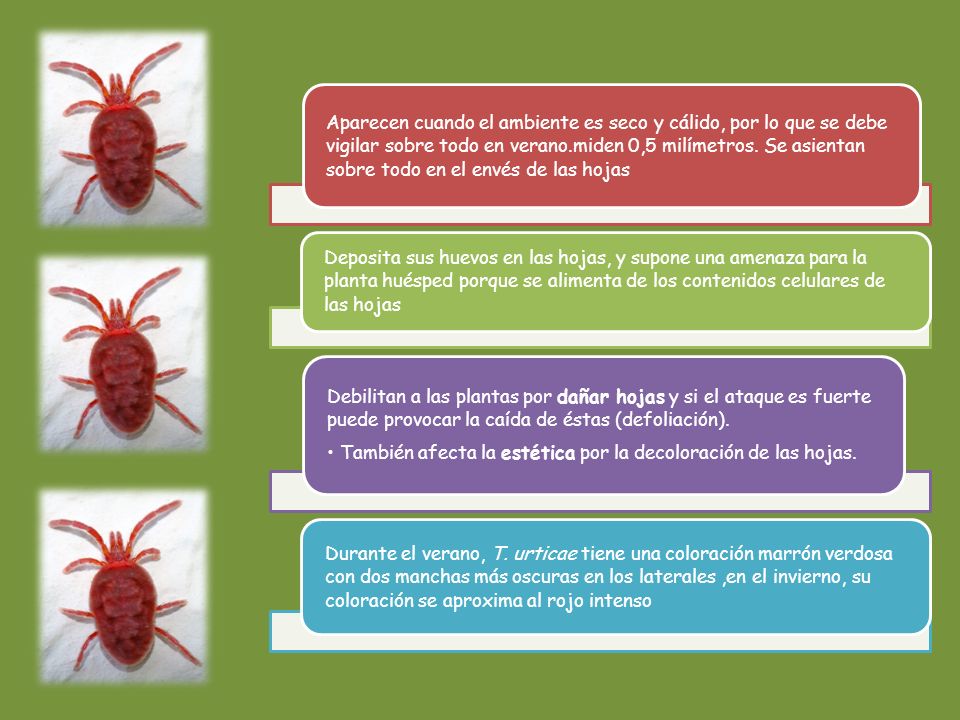 • También afecta la estética por la decoloración de las hojas.