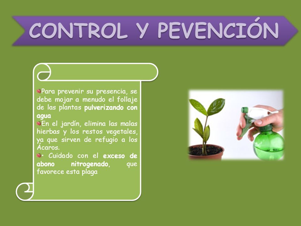 CONTROL Y PEVENCIÓN Para prevenir su presencia, se debe mojar a menudo el follaje de las plantas pulverizando con agua.