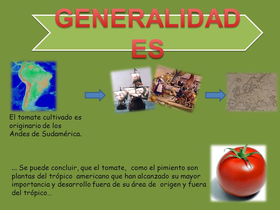 GENERALIDADES El tomate cultivado es originario de los Andes de Sudamérica.