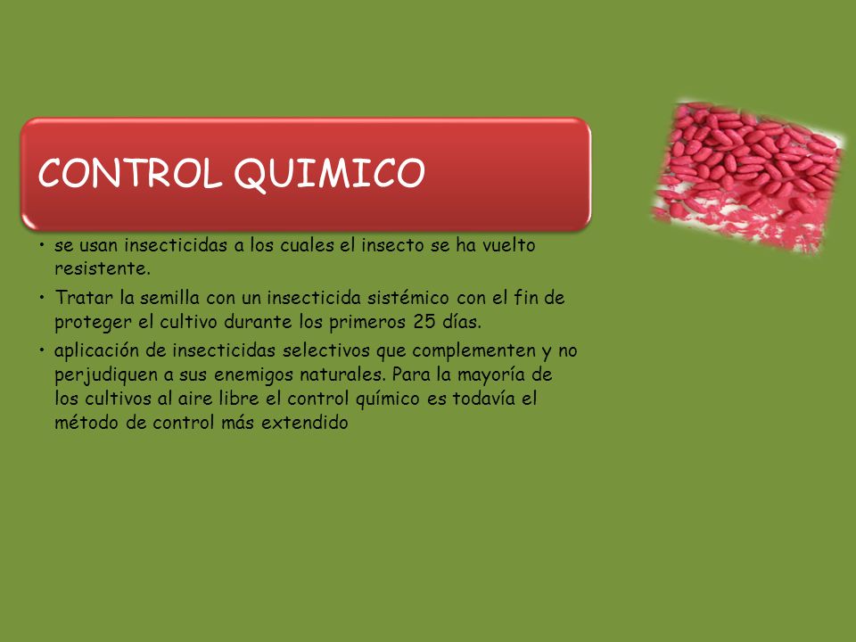 CONTROL QUIMICO se usan insecticidas a los cuales el insecto se ha vuelto resistente.
