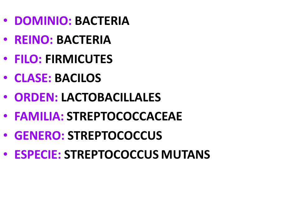 DOMINIO: BACTERIA REINO: BACTERIA. FILO: FIRMICUTES. CLASE: BACILOS. ORDEN: LACTOBACILLALES. FAMILIA: STREPTOCOCCACEAE.