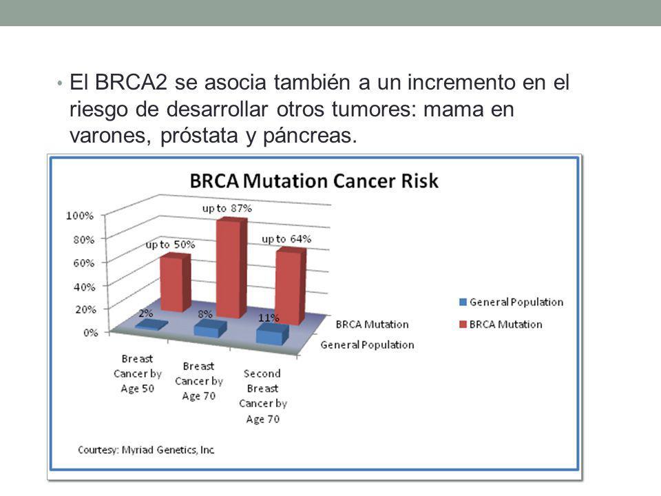 El BRCA2 se asocia también a un incremento en el riesgo de desarrollar otros tumores: mama en varones, próstata y páncreas.
