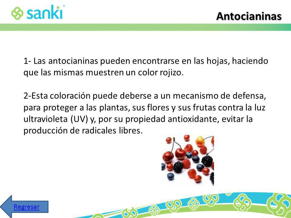 Antocianinas 1- Las antocianinas pueden encontrarse en las hojas, haciendo que las mismas muestren un color rojizo.