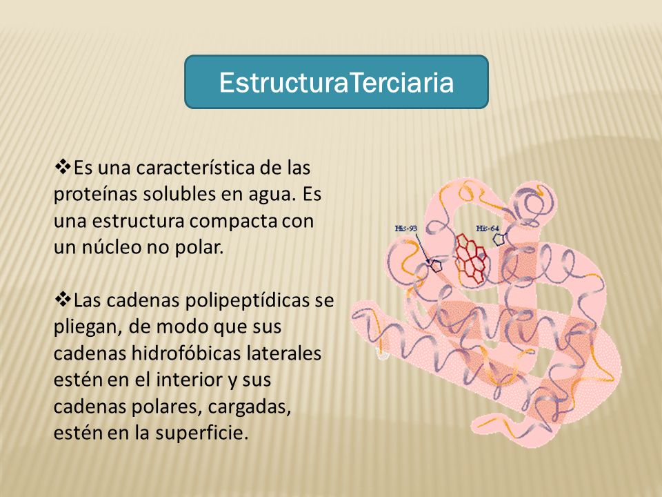 EstructuraTerciaria Es una característica de las proteínas solubles en agua. Es una estructura compacta con un núcleo no polar.