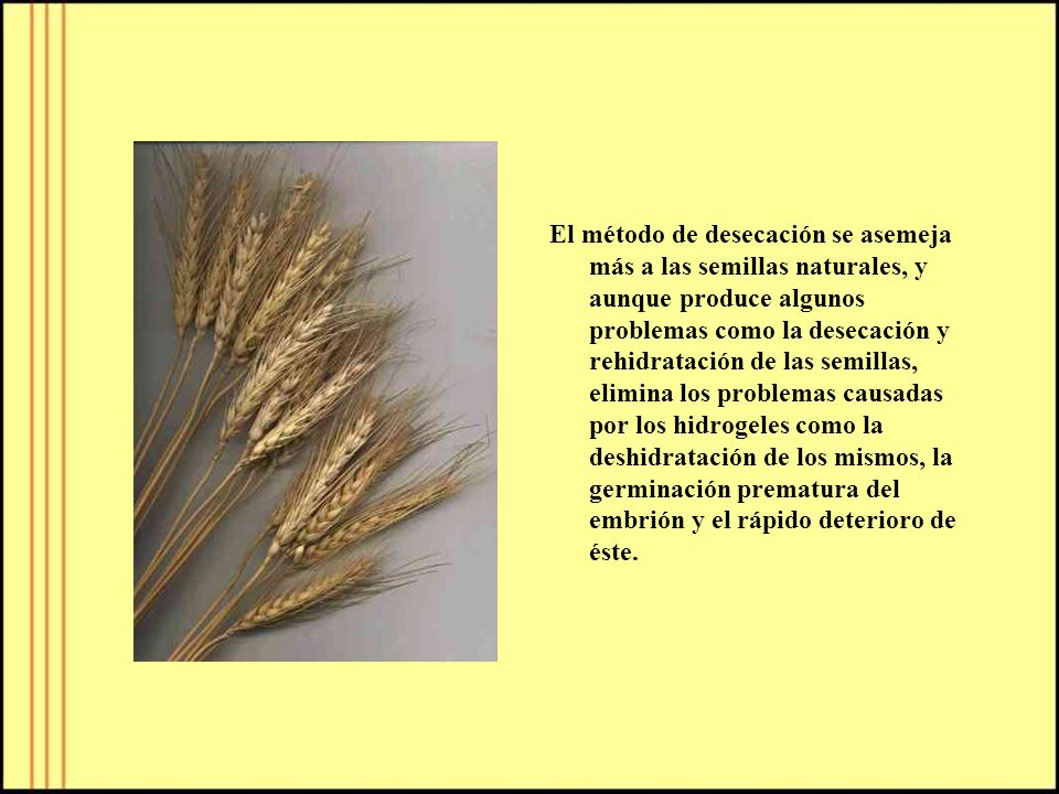 El método de desecación se asemeja más a las semillas naturales, y aunque produce algunos problemas como la desecación y rehidratación de las semillas, elimina los problemas causadas por los hidrogeles como la deshidratación de los mismos, la germinación prematura del embrión y el rápido deterioro de éste.