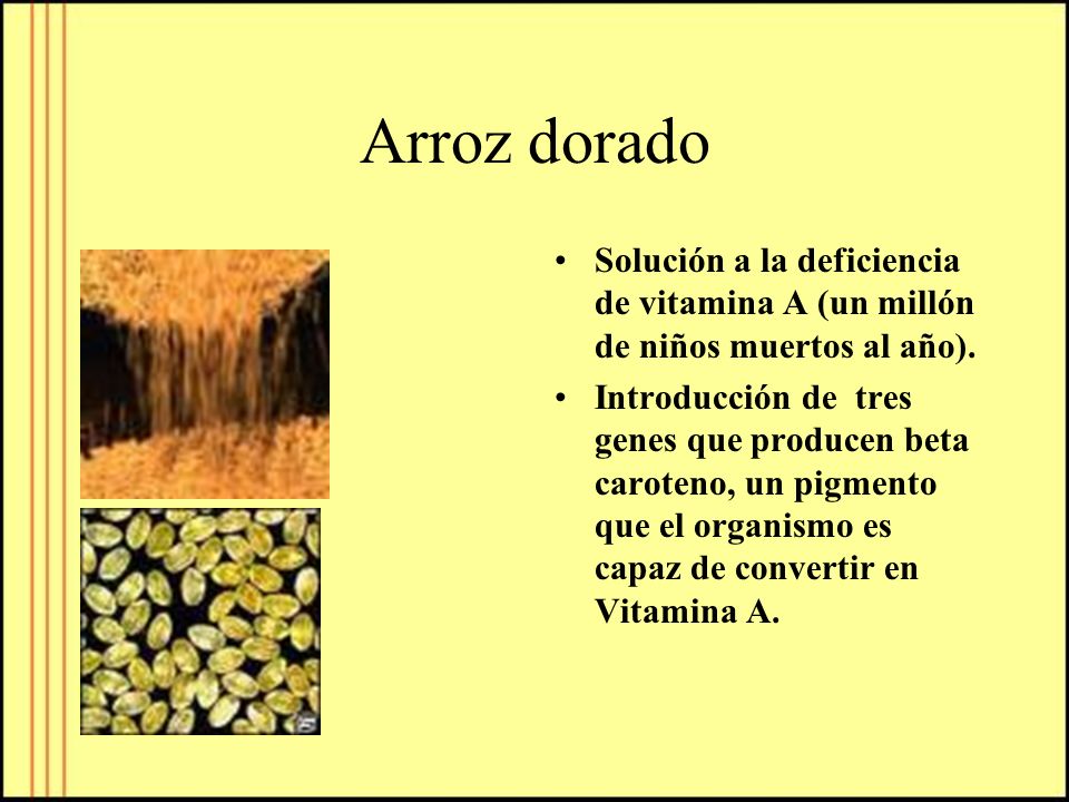 Arroz dorado Solución a la deficiencia de vitamina A (un millón de niños muertos al año).