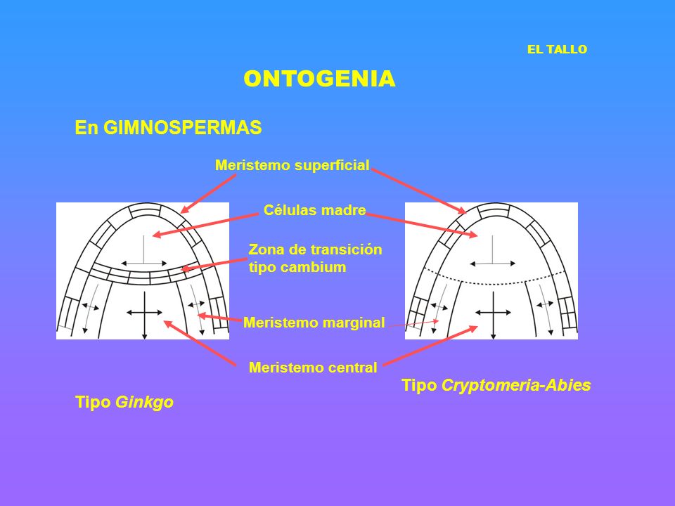 ONTOGENIA En GIMNOSPERMAS Tipo Cryptomeria-Abies Tipo Ginkgo