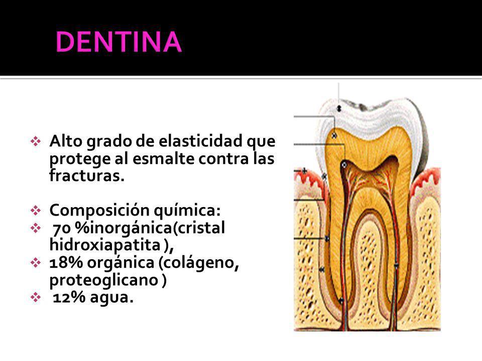 DENTINA Alto grado de elasticidad que protege al esmalte contra las fracturas. Composición química: